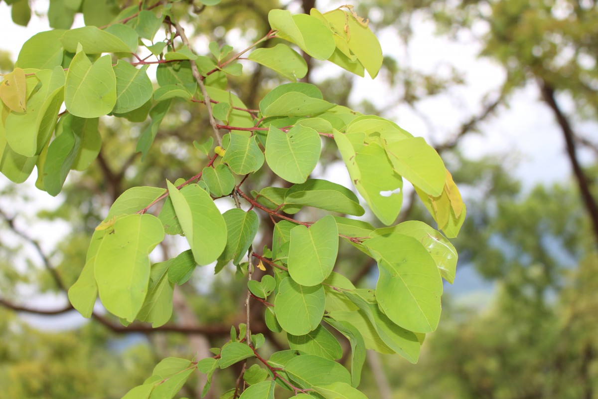 Terminalia anogeissiana Gere & Boatwr.